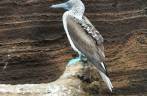 O famoso blue footed boobie, um dos símpolos de Galápagos, em Rocca Redonda, na Isla Isabel